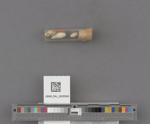 NSF ADBC EPICC TCN