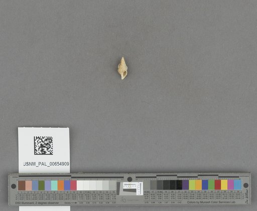 Gastropoda