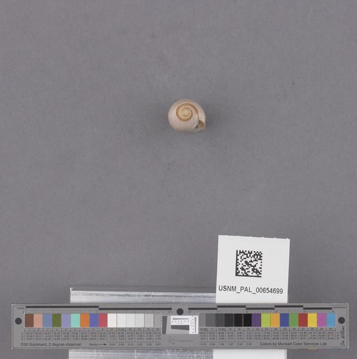 Gastropoda