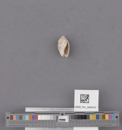 Gastropoda