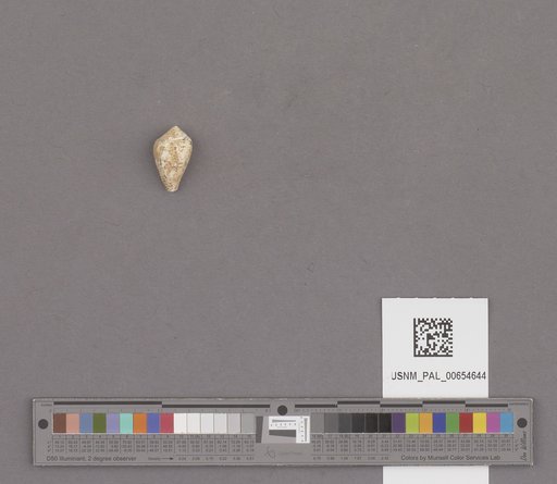Conus californicus Reeve, 1844