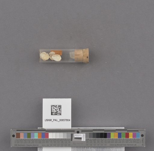 NSF ADBC EPICC TCN