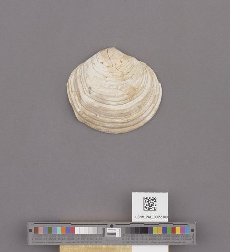 Bivalvia