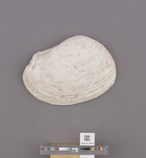 Bivalvia