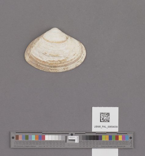 Bivalvia