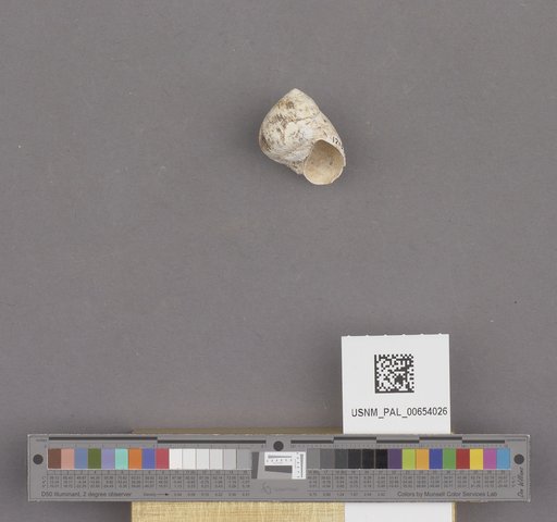 Gastropoda