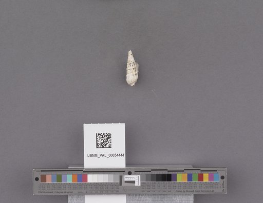 Gastropoda