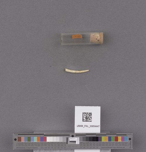 Scaphopoda
