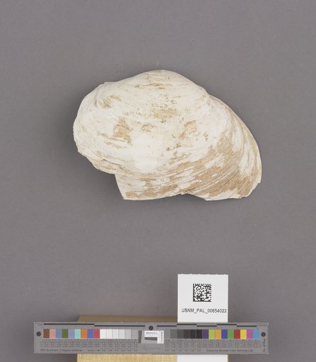 Bivalvia