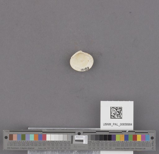 NSF ADBC EPICC TCN