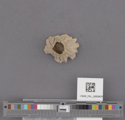 NSF ADBC EPICC TCN