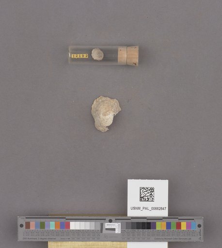 Gastropoda