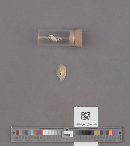 Fissurellidea bimaculata Dall, 1871