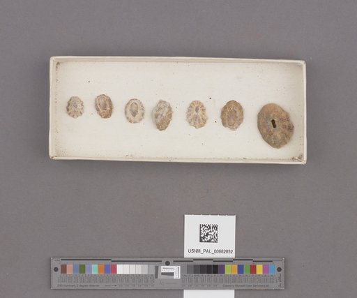 Lottia scabra (Gould, 1846)