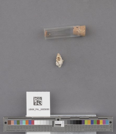 NSF ADBC EPICC TCN
