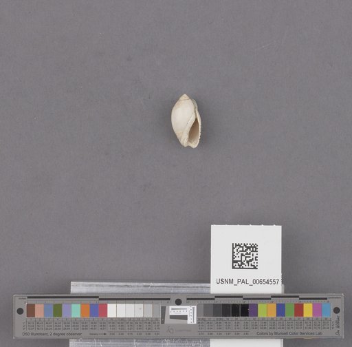 Gastropoda