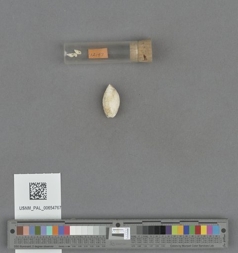 Gastropoda