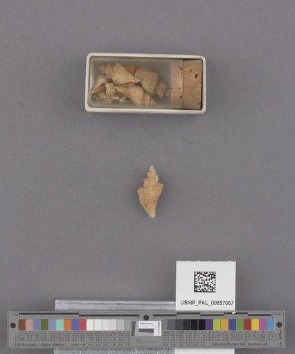 NSF ADBC EPICC TCN