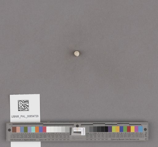 Gastropoda