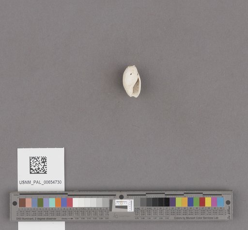Gastropoda
