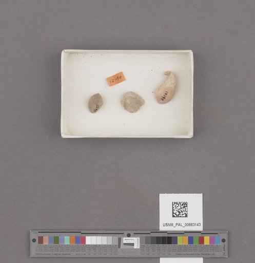Gastropoda