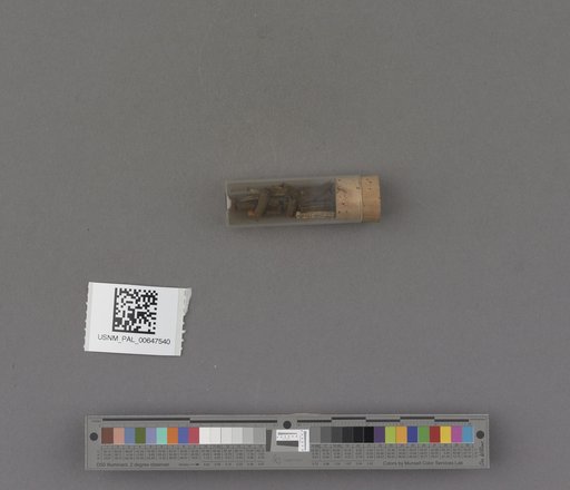 Scaphopoda