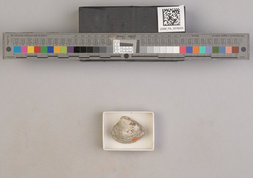 NSF ADBC EPICC TCN