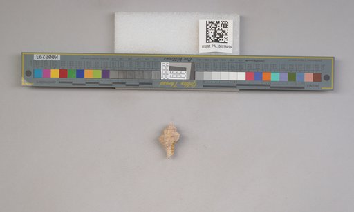 NSF ADBC EPICC TCN