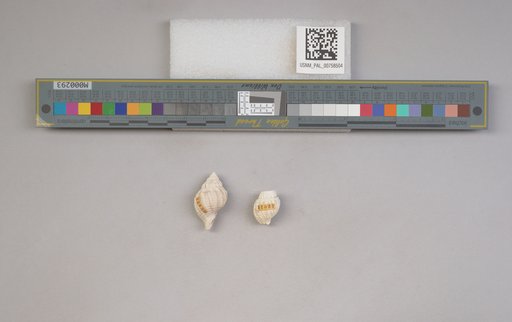 NSF ADBC EPICC TCN
