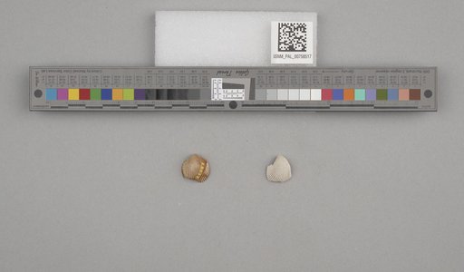 NSF ADBC EPICC TCN