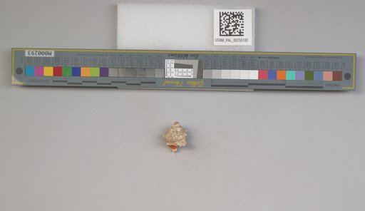 NSF ADBC EPICC TCN