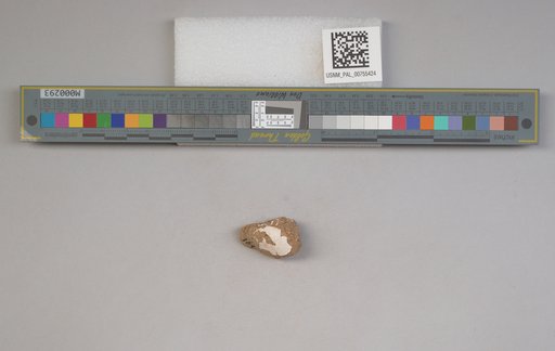NSF ADBC EPICC TCN