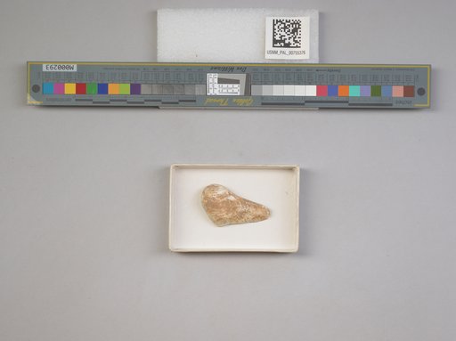 NSF ADBC EPICC TCN