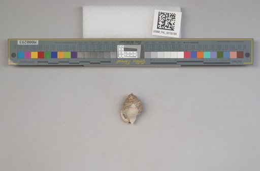 NSF ADBC EPICC TCN