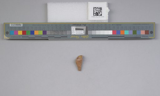 NSF ADBC EPICC TCN