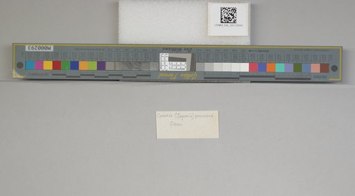 NSF ADBC EPICC TCN