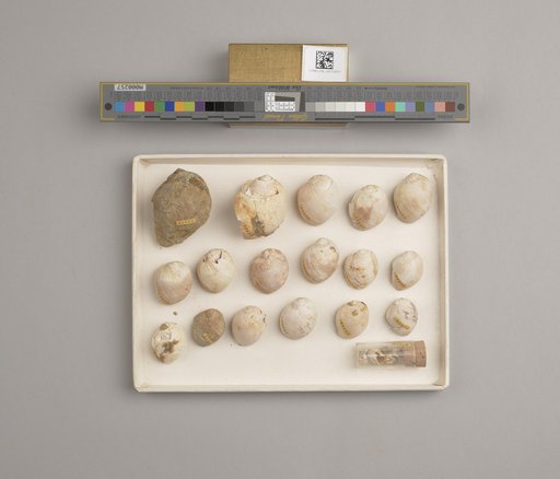 NSF ADBC EPICC TCN