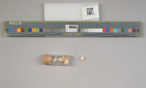 NSF ADBC EPICC TCN
