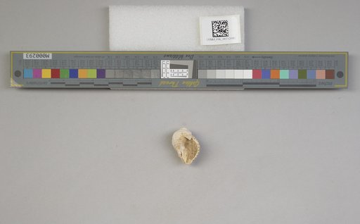 NSF ADBC EPICC TCN