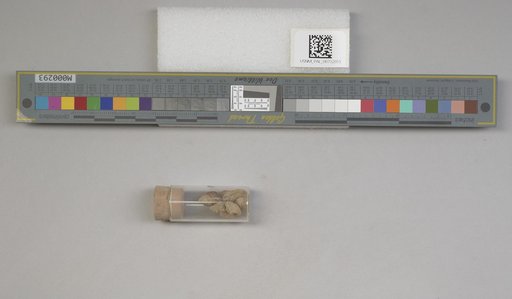 NSF ADBC EPICC TCN