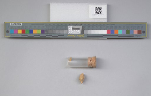 NSF ADBC EPICC TCN