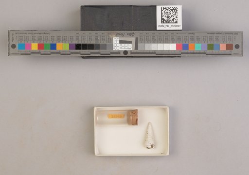 NSF ADBC EPICC TCN
