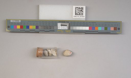 NSF ADBC EPICC TCN
