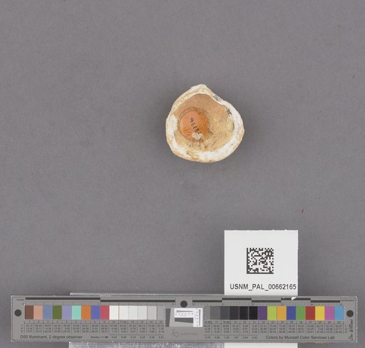 NSF ADBC EPICC TCN