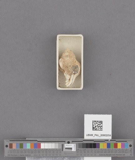 NSF ADBC EPICC TCN