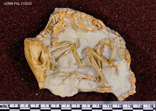 Leptictis dakotensis Novacek