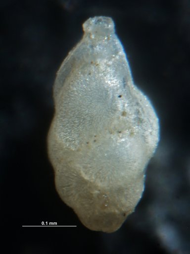 Trifarina angulosa (Williamson, 1858)