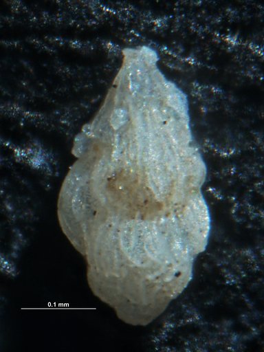 Trifarina angulosa (Williamson, 1858)