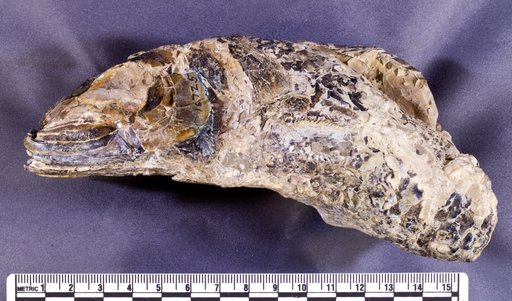 Apsopelix anglicus