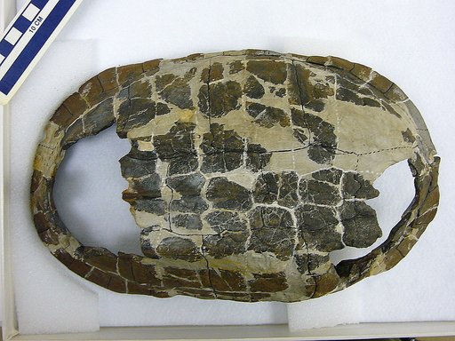 Hoplochelys elongata Gilmore, 1919